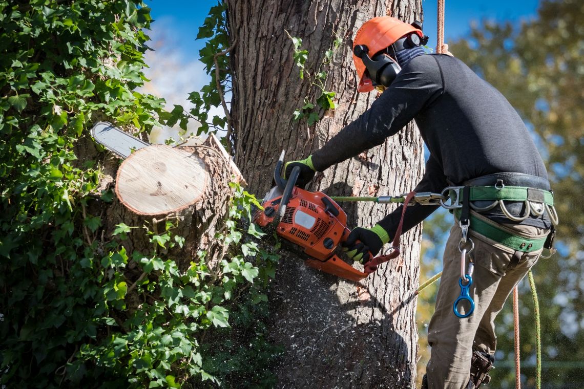 Worcester County Tree Removal & Tree Trimming in Worcester County, Massachusetts