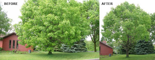 Worcester Tree Removal Company in Worcester MA