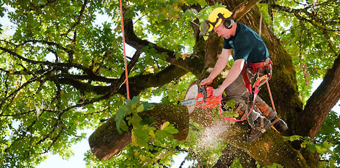 MASS Tree Removal Service & Tree Trimming in Worcester County, Massachusetts
